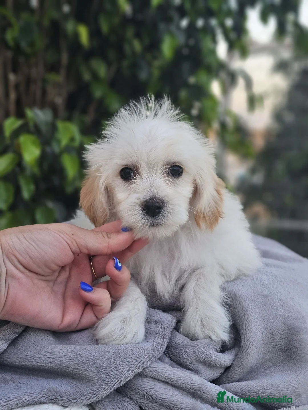 Perro Crestado Chino perros en venta: Crestado chino precio real - Anuncio 1