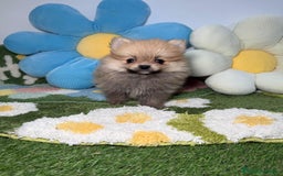 Pomerania perros en venta: Pomerania Macho - Anuncio 2