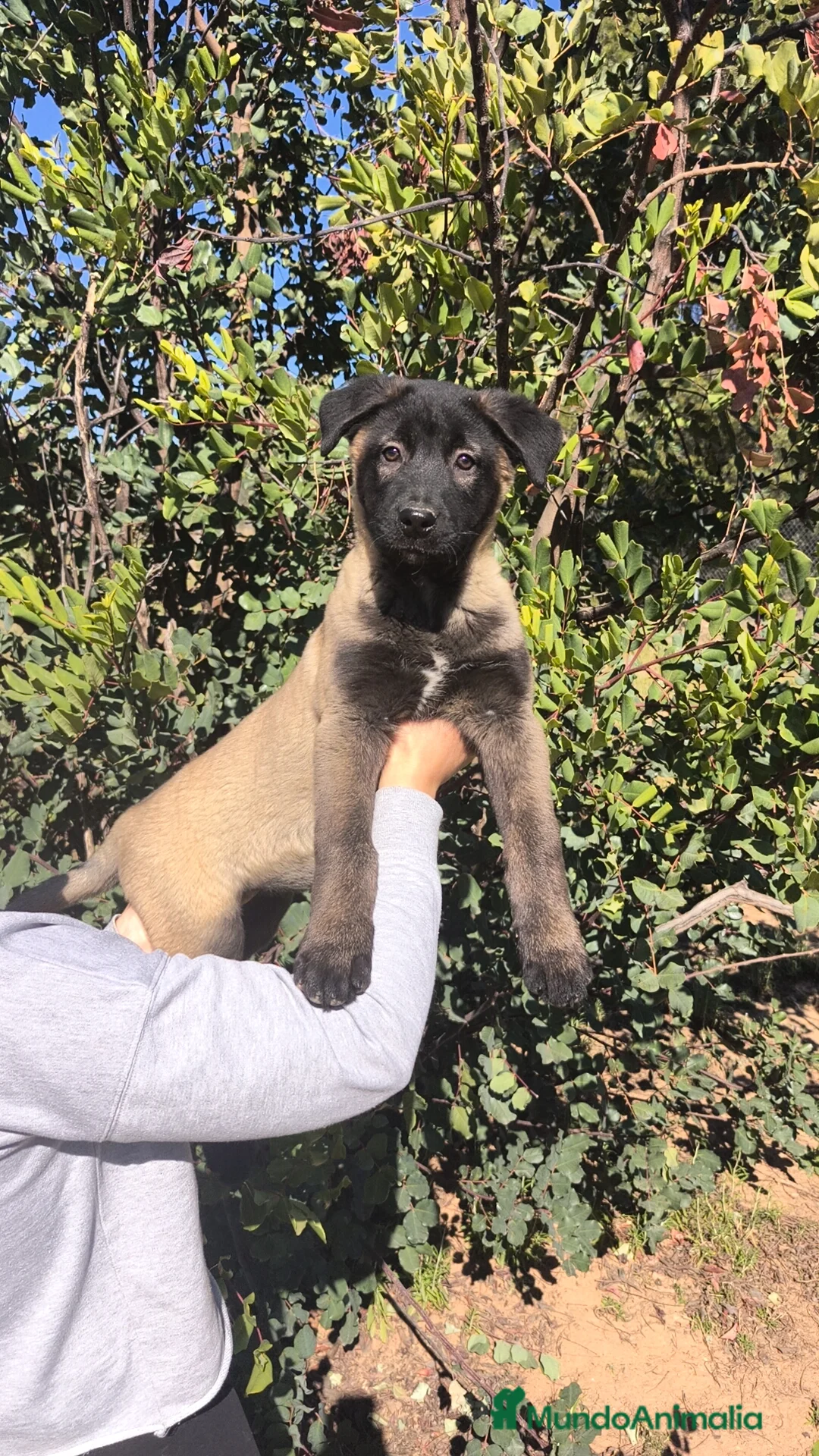 Raza Mixta perros en venta: Cruce de Cáucaso  - Anuncio 1