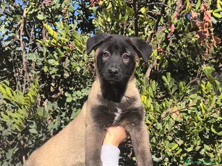 Raza Mixta perros Cruce de Cáucaso - Anuncio 1