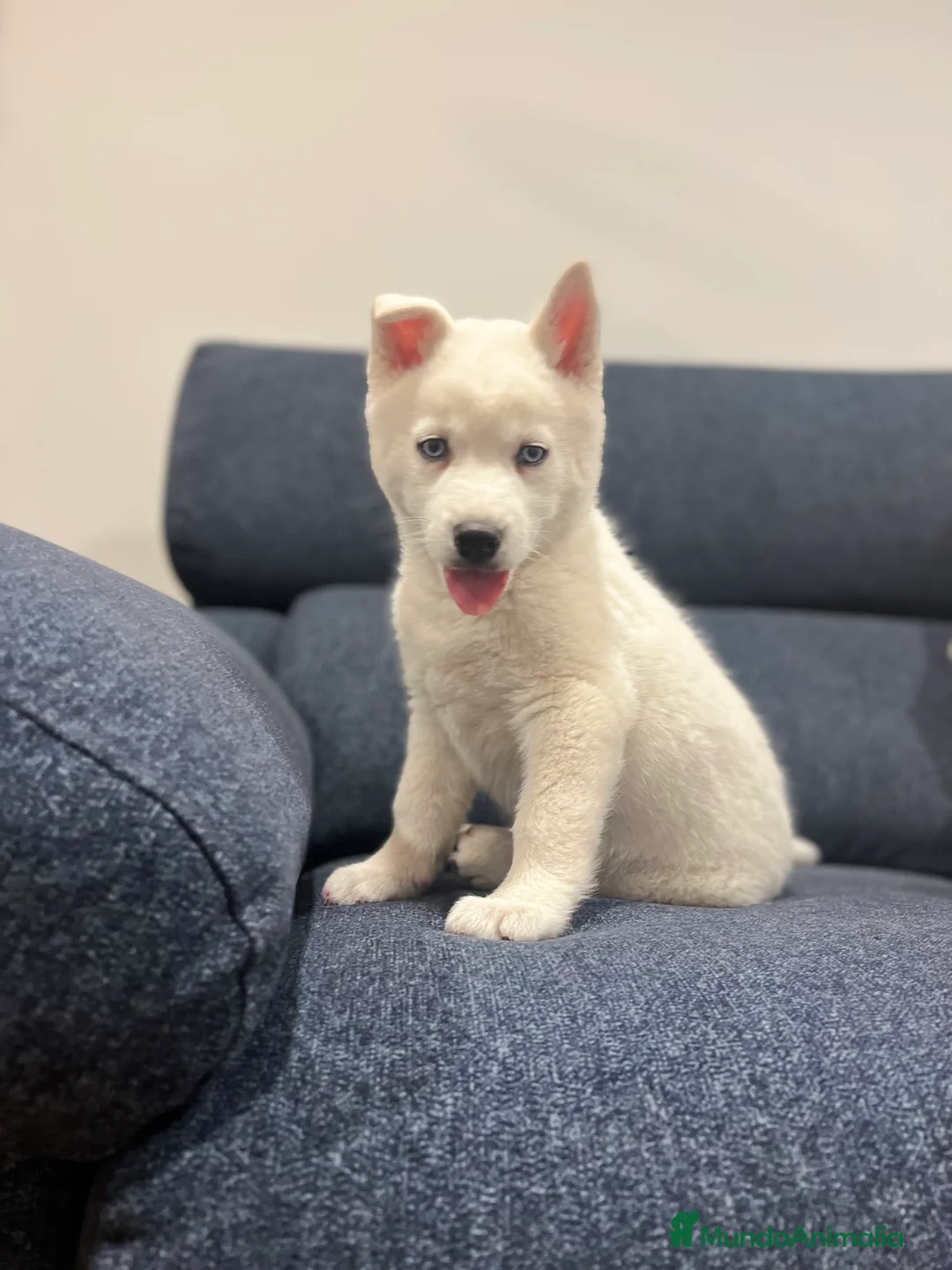 Imagen de galería {{count}}