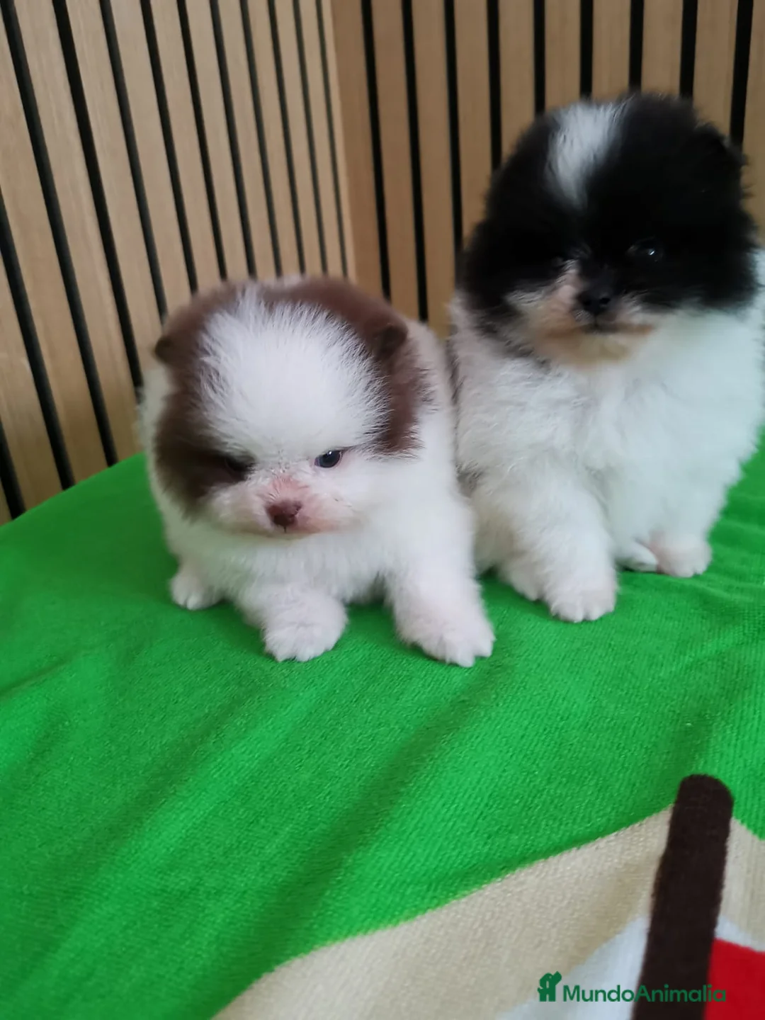 Pomerania perros en venta: Pomerania TOY Party Chocolate y Negro  - Anuncio 8
