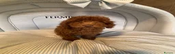 Caniche Enano perros en venta: CACHORRITO DE CANICHE ENANO ROJO - Anuncio 6