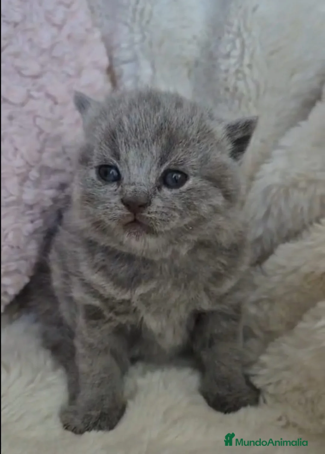 Británico de Pelo Corto Azul gatos en venta: Brithis blue espectaculares bebes  - Anuncio 1
