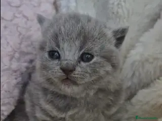 Británico de Pelo Corto Azul gatos Brithis blue espectaculares bebes - Anuncio 3