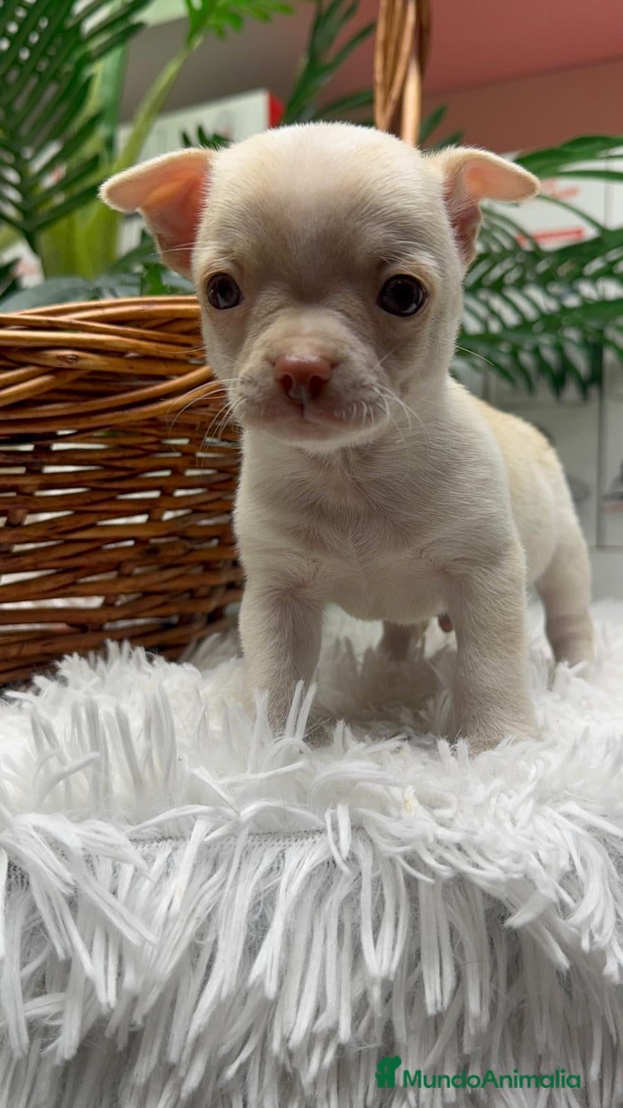 Chihuahua perros CHIHUAHUA MACHO - Anuncio 13