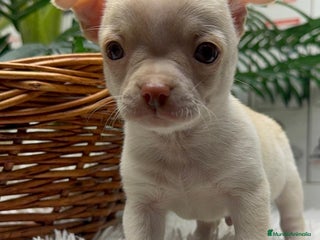 Chihuahua perros CHIHUAHUA MACHO - Anuncio 1