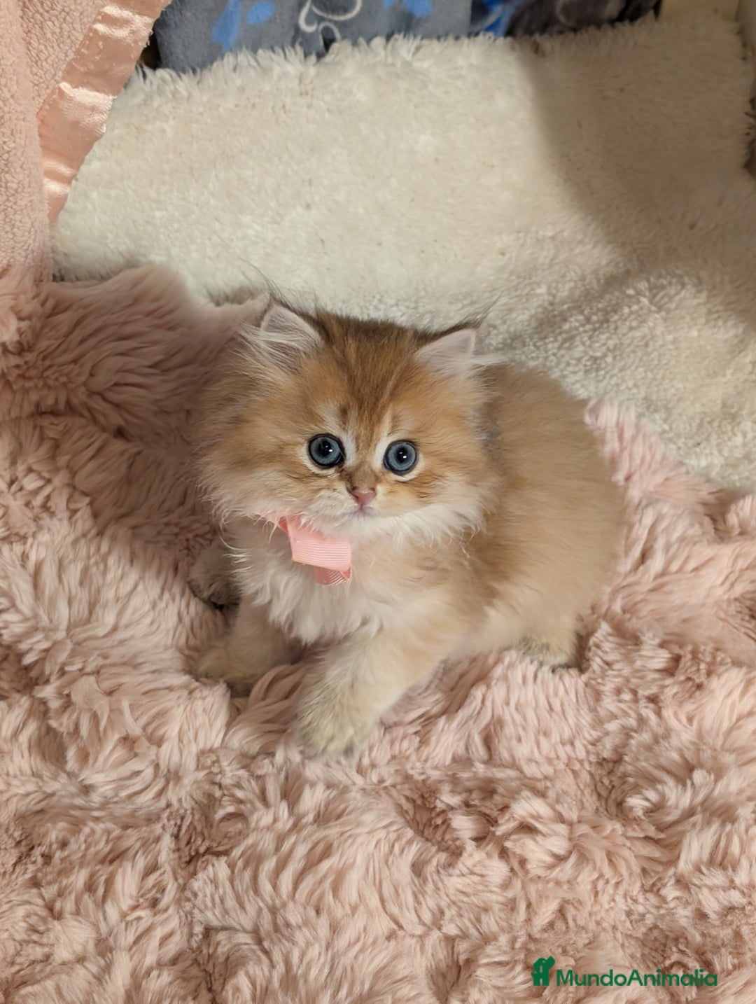 Británico de Pelo Largo gatos en venta:  2gatitos color exclusivo british golden longhair  - Anuncio 17