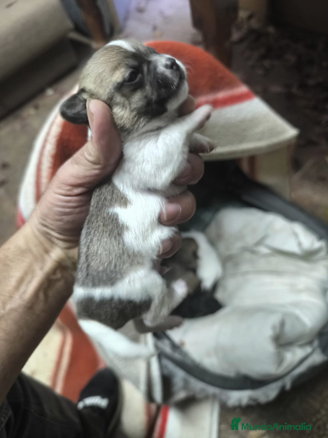 Chihuahua perros en venta: Chihuahuas tea cup Exclusivos - Anuncio 1