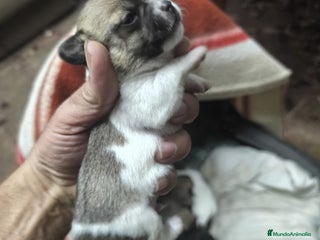 Chihuahua perros Chihuahuas tea cup Exclusivos - Anuncio 1