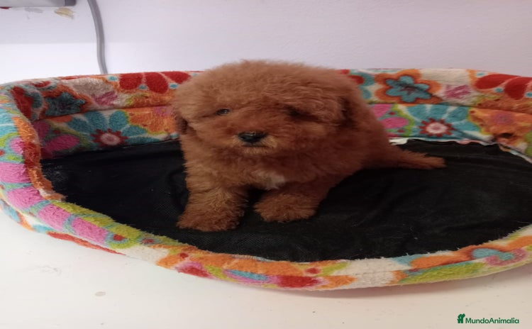 Caniche Toy perros - Propaganda 1