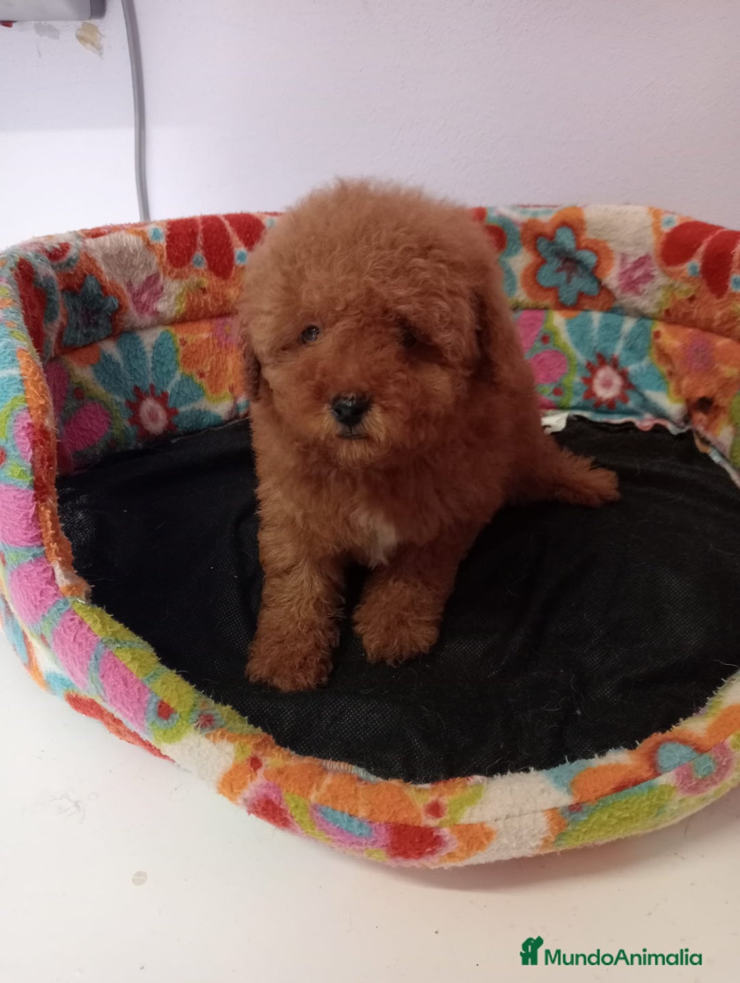 Caniche Toy perros en venta: Camada caniche - Imagen 1