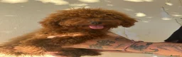 Caniche Enano perros en venta: Caniche enano  - Anuncio 3
