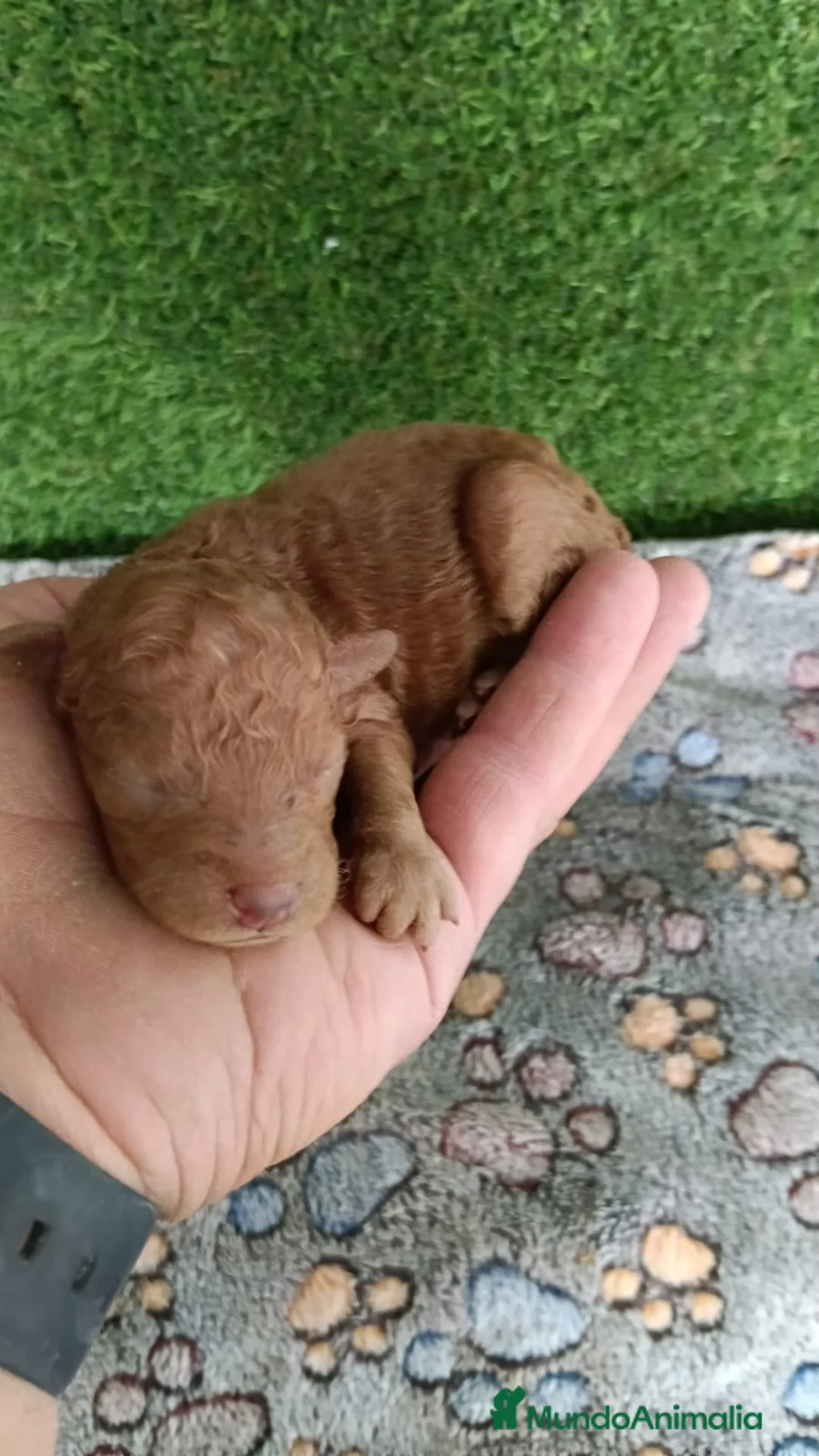 Caniche Toy perros en venta: Hembras de caniches toy, roja pimentón y apricot  - Anuncio 1