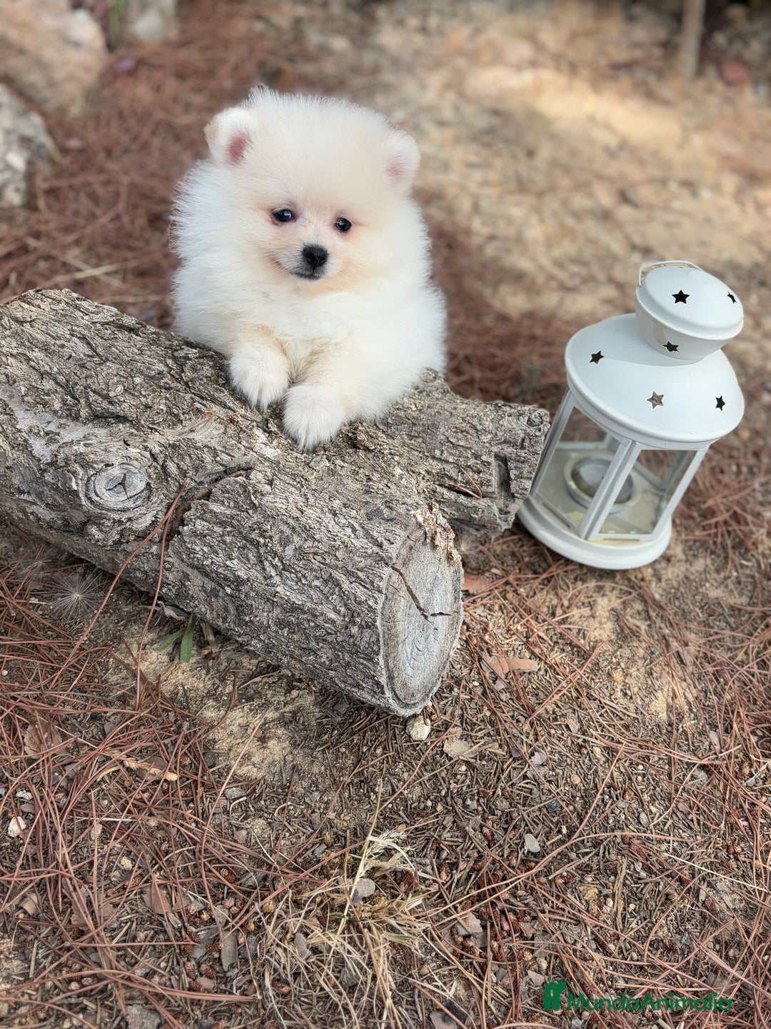 Pomerania perros en venta: Pomerania fotos actuales macho disponible !! - Imagen 3