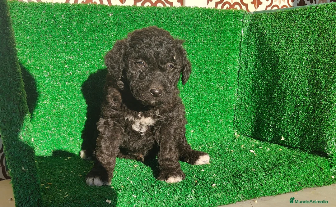 Perro de Agua Español perros en venta: Perros de agua - Anuncio 17