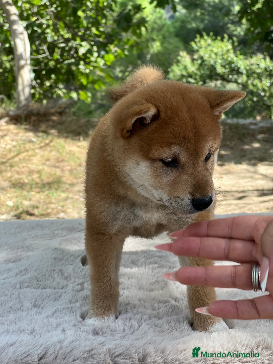 Shiba Inu perros en venta: Shiba inu macho  - Imagen 4