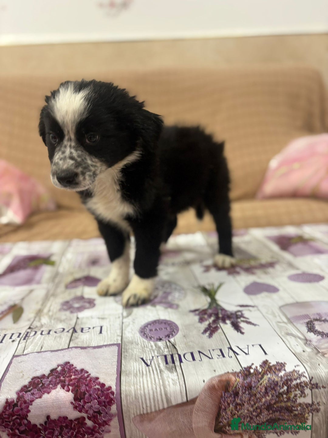 Border Collie perros en venta: Oportunidad border collie  - Imagen 7