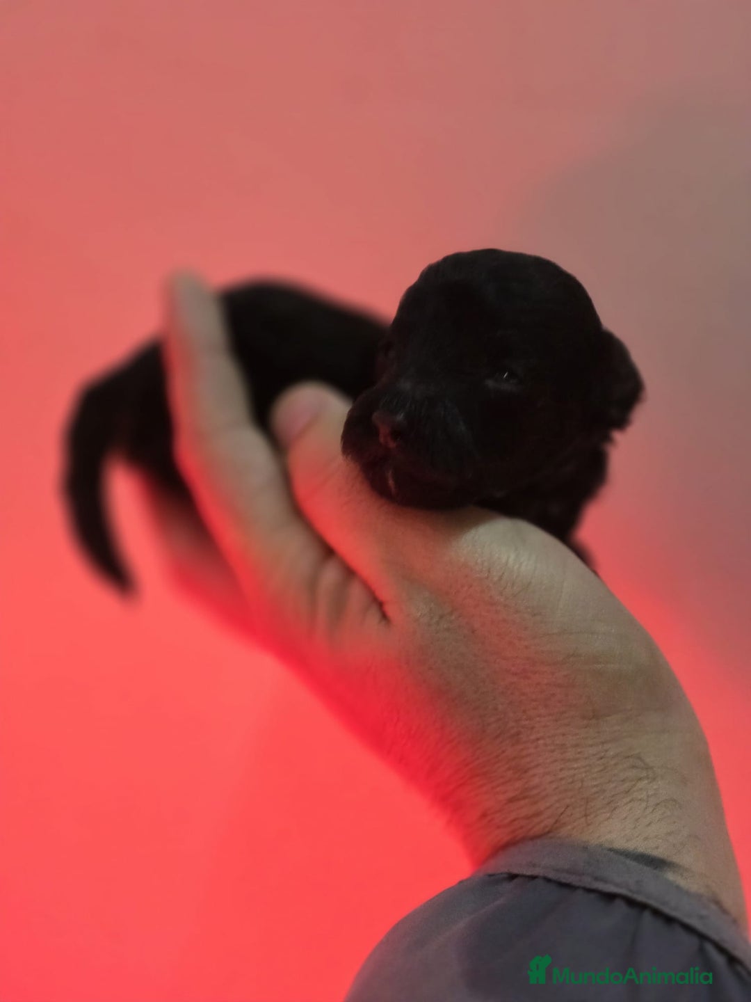 Caniche Toy perros en venta: Venta de caniche toy  - Anuncio 2