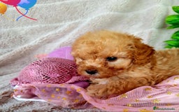 Caniche Enano perros en venta: Cachorros de Caniche Enano - Imagen 4