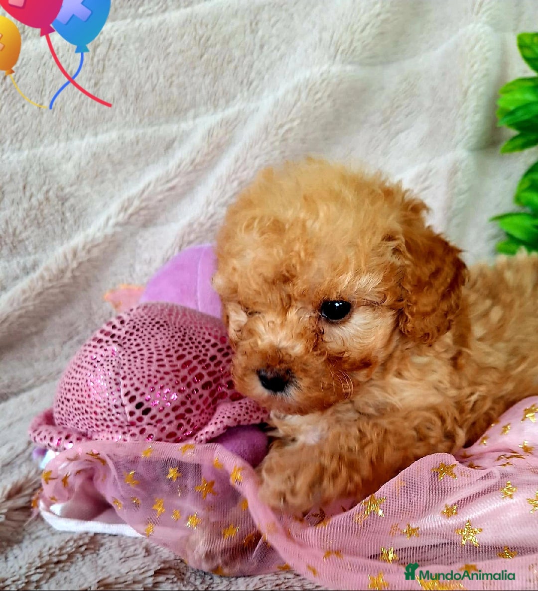 Caniche Enano perros en venta: Cachorros de Caniche Enano - Imagen 4