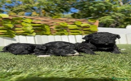 Caniche Toy perros en venta: CANICHE TOY - Imagen 12