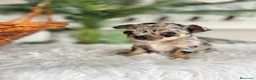 Chihuahua perros en venta: CHIHUAHUA MERLE - Anuncio 11