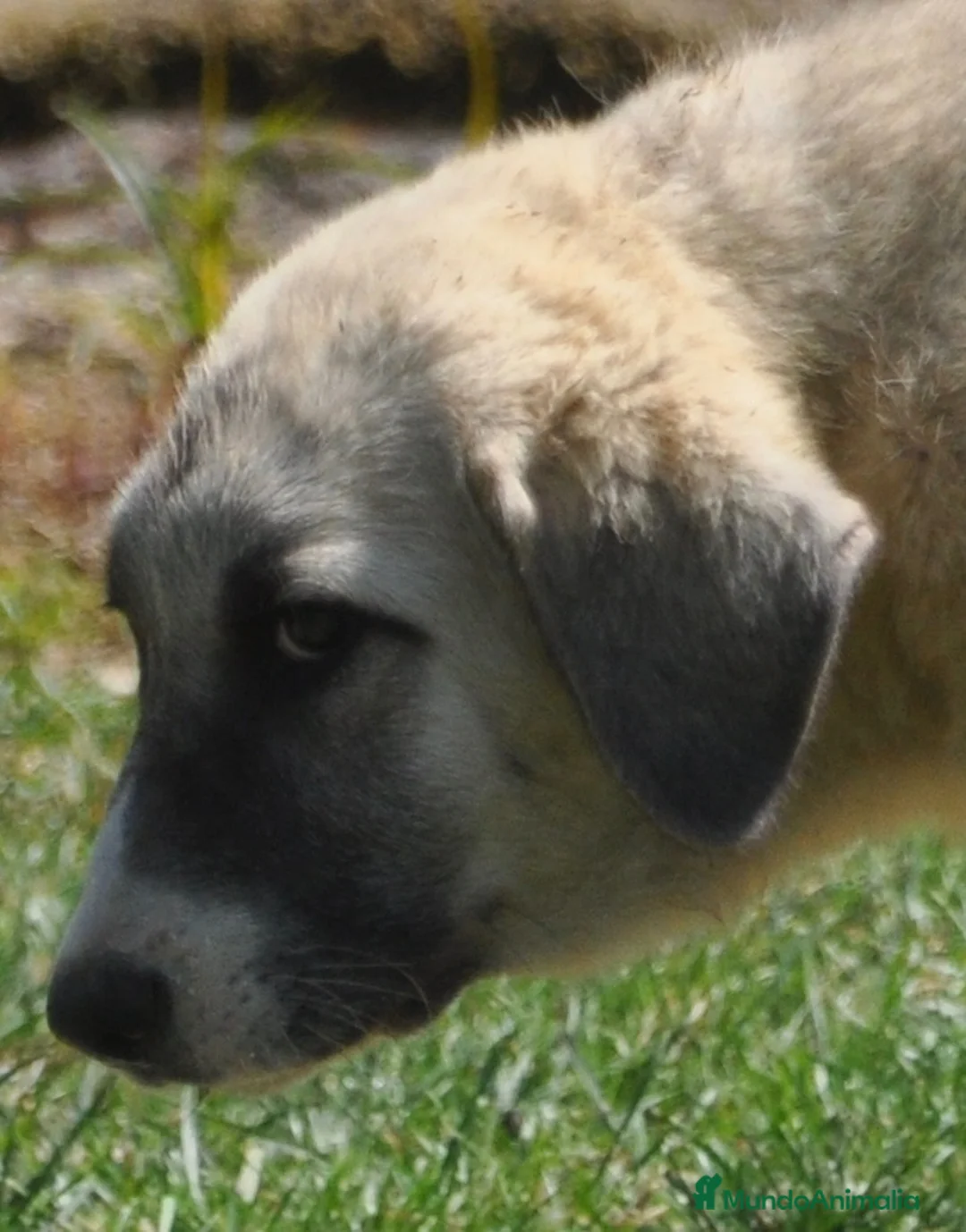 Mastín Español perros en venta: Mastín Español Autóctono ganadero - Anuncio 2