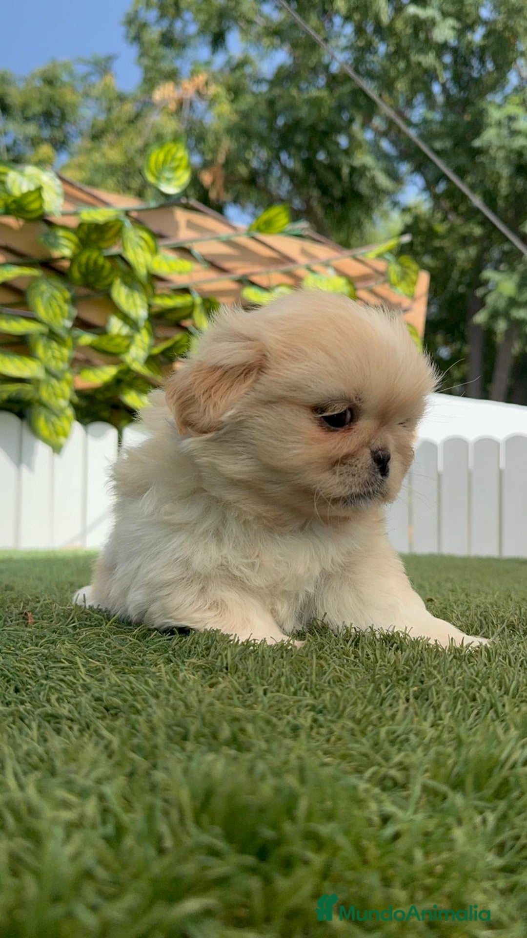 Pekinés perros en venta: PEKINES IMPERIAL HEMBRA - Imagen 15