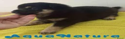 Shiba Inu perros en venta: Shiba Inu Macho 1 de Magy y Simbad AQUANATURA - Anuncio 2