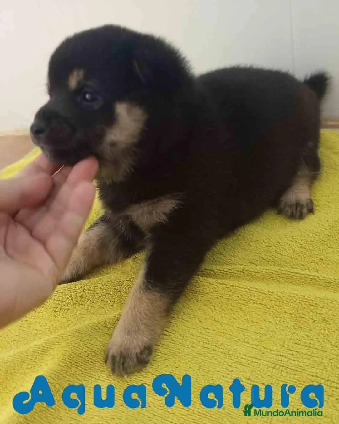 Shiba Inu perros en venta: Shiba Inu Macho 1 de Magy y Simbad AQUANATURA - Anuncio 2