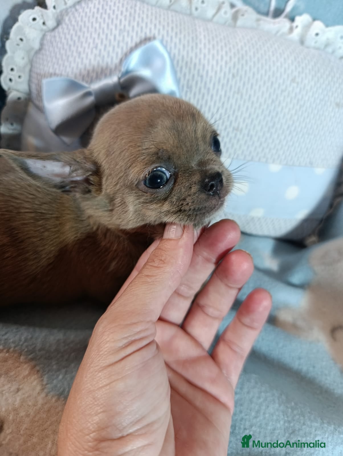 Chihuahua perros Chihuahua Isabella ojos azules  - Anuncio 1