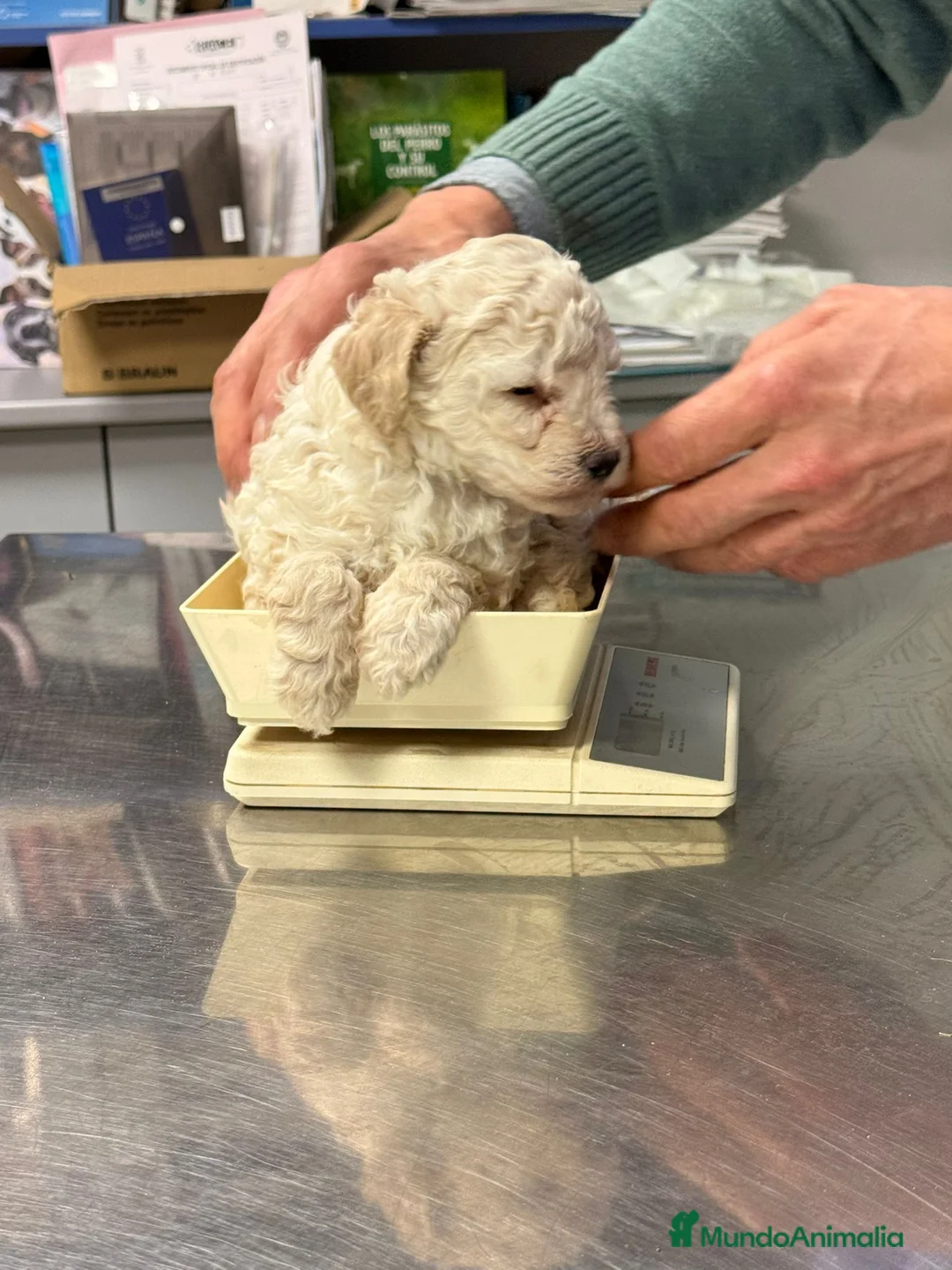 Caniche Enano perros en venta: CANICHES - Anuncio 9