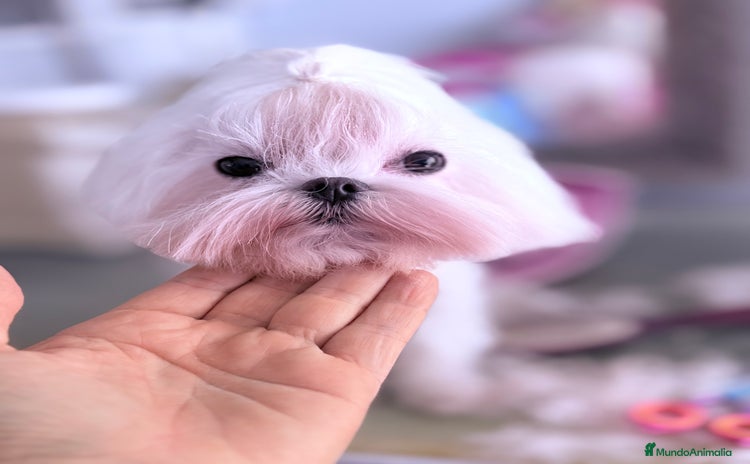 Bichón Maltés perros - Anuncio 1