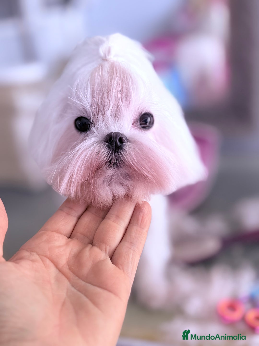 Bichón Maltés perros en venta: Bichon Maltes coreano - Imagen 1