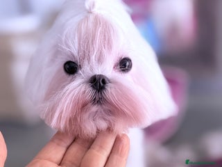 Bichón Maltés perros - Anuncio 3
