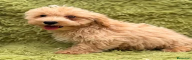 Maltipoo 1