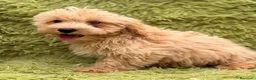 Maltipoo perros en venta: MALTIPOO MACHITOS DISPONIBLES - Anuncio 2