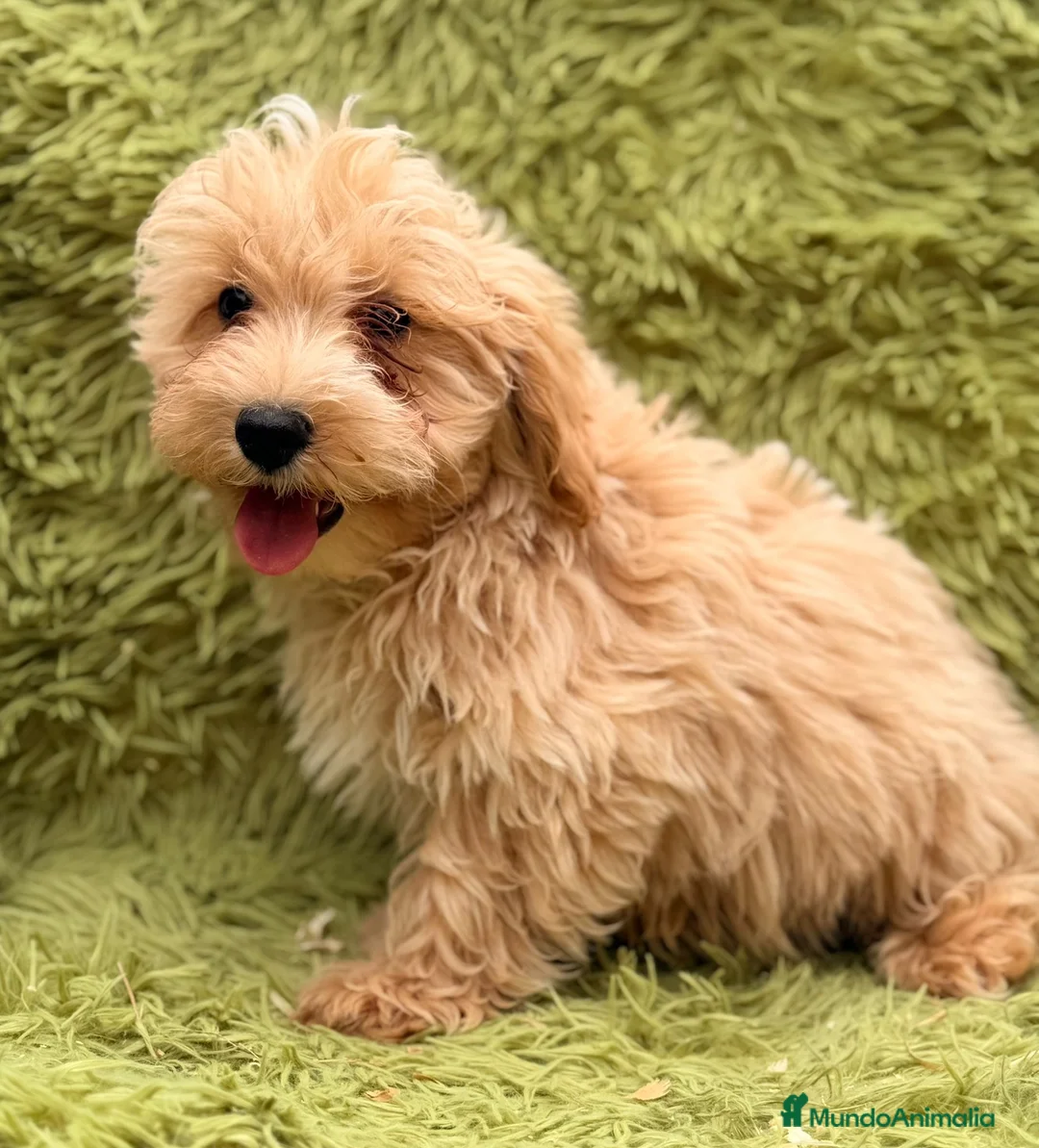 Maltipoo perros en venta: MALTIPOO MACHITOS DISPONIBLES - Anuncio 2