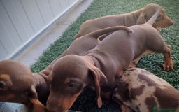 Teckel perros en venta: Teckel chocolate y Arlequín  - Imagen 12