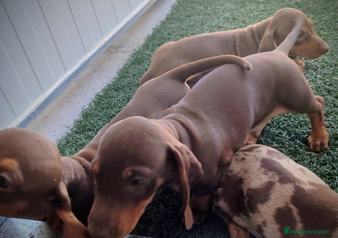 Teckel perros en venta: Teckel chocolate y Arlequín  - Imagen 12