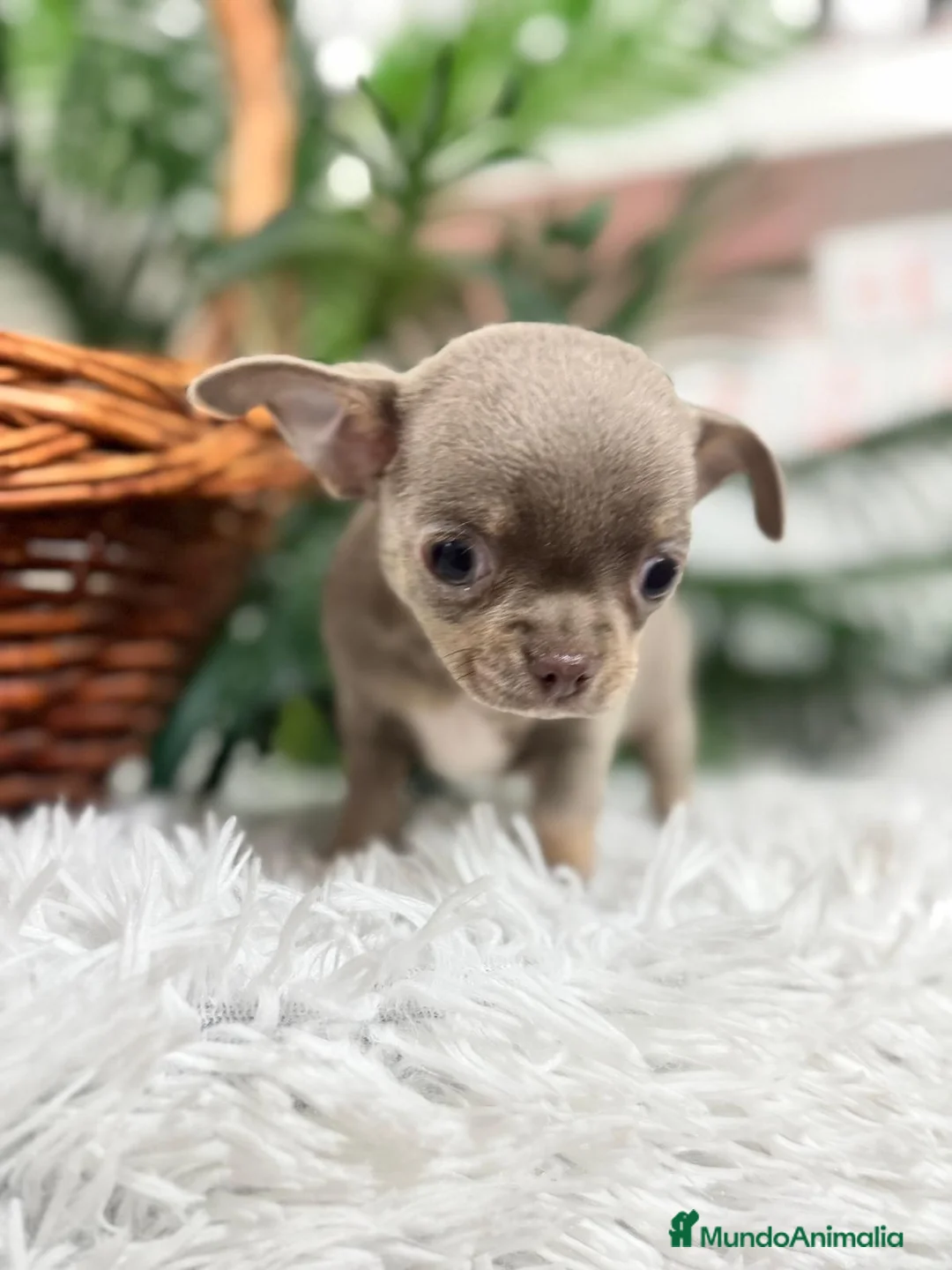 Chihuahua perros en venta: CHIHUAHUA - Anuncio 18