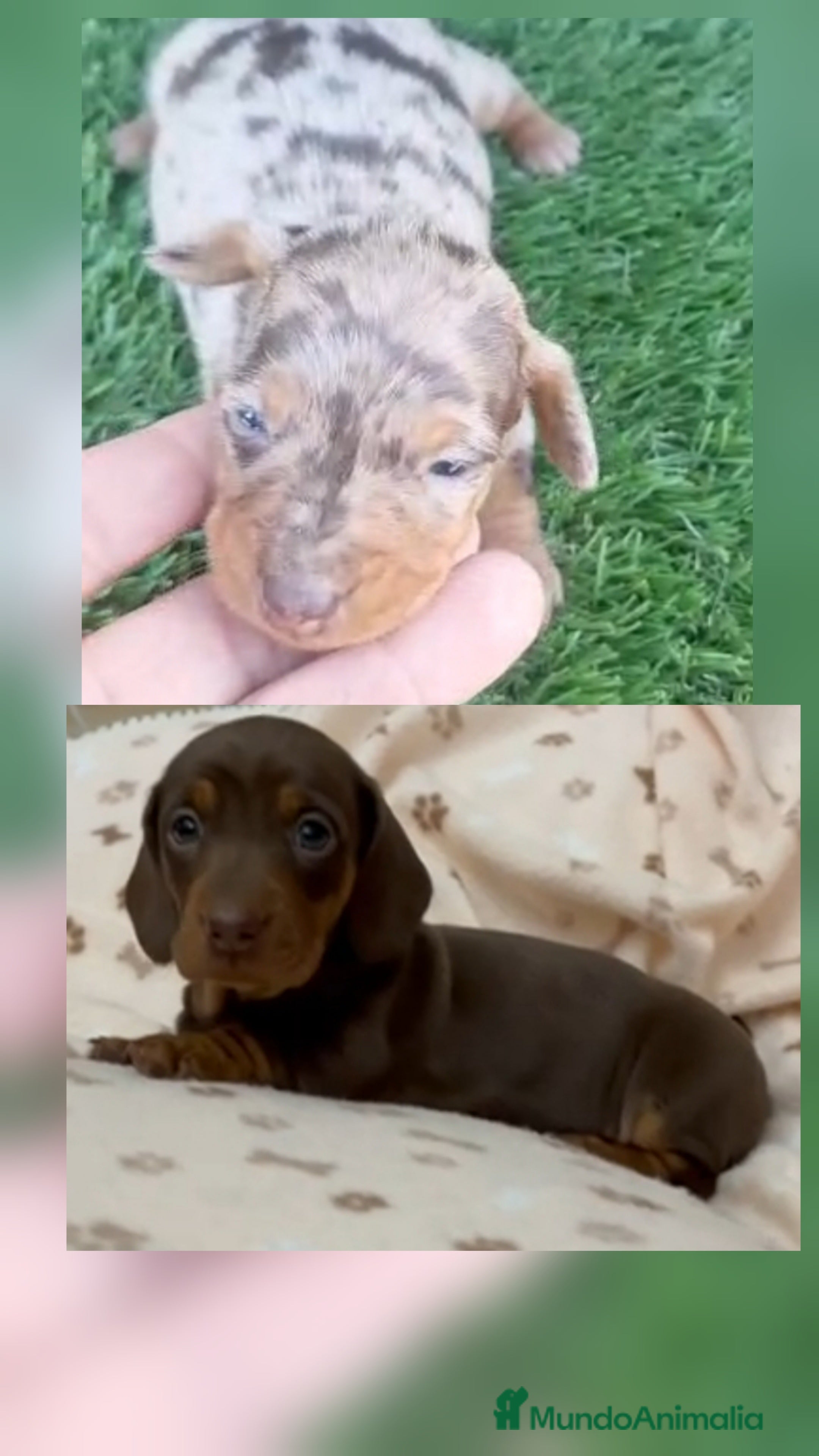 Teckel perros Teckel Kanichen - Anuncio 1