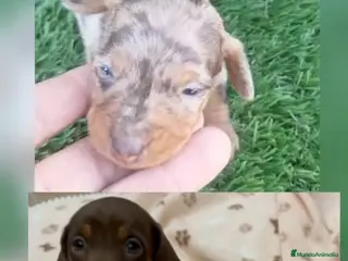 Teckel perros Teckel Kanichen - Anuncio 25