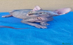 Sphynx gatos en venta: Hembrita tortuga tabby  - Imagen 2