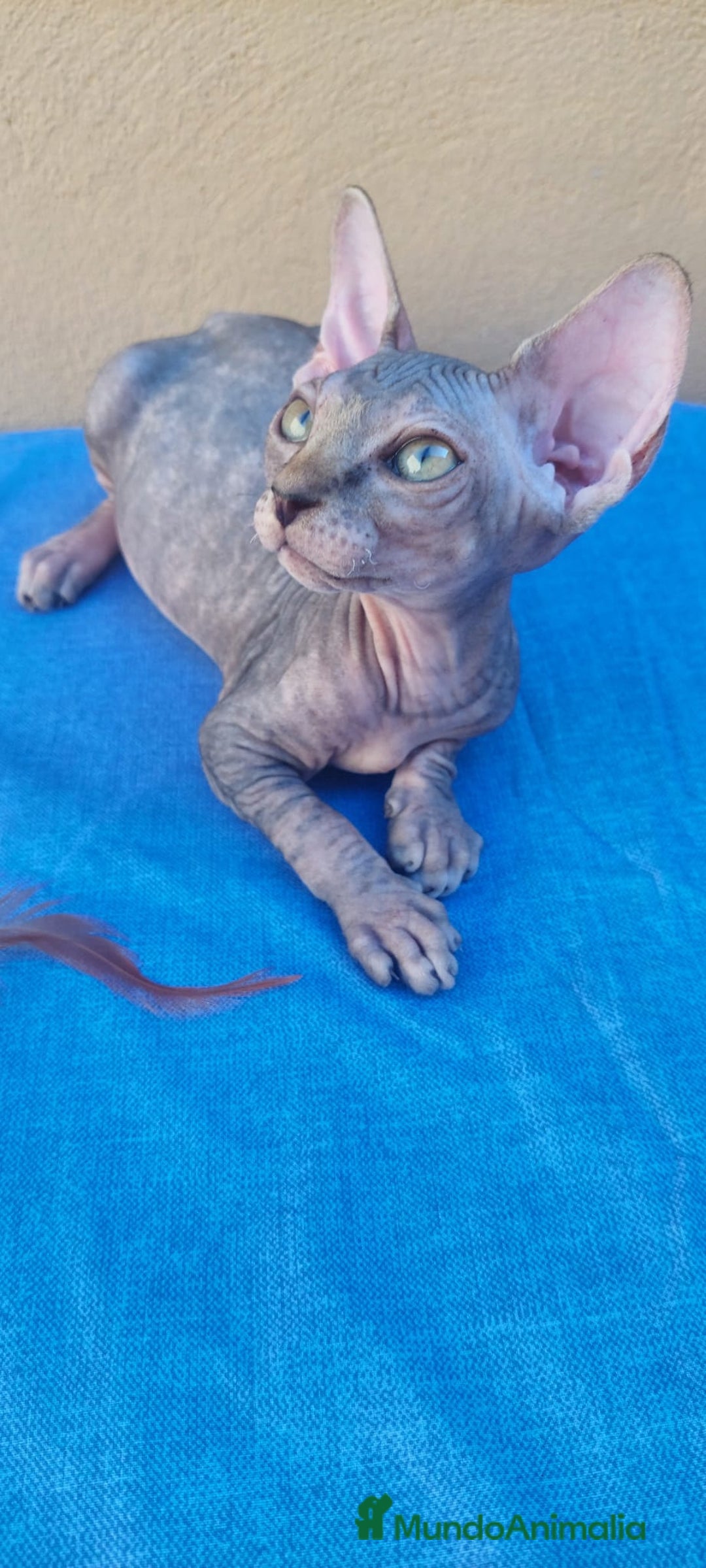Sphynx gatos en venta: Hembrita tortuga tabby  - Imagen 2