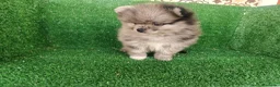 Pomerania perros en venta: pomerania - Anuncio 14