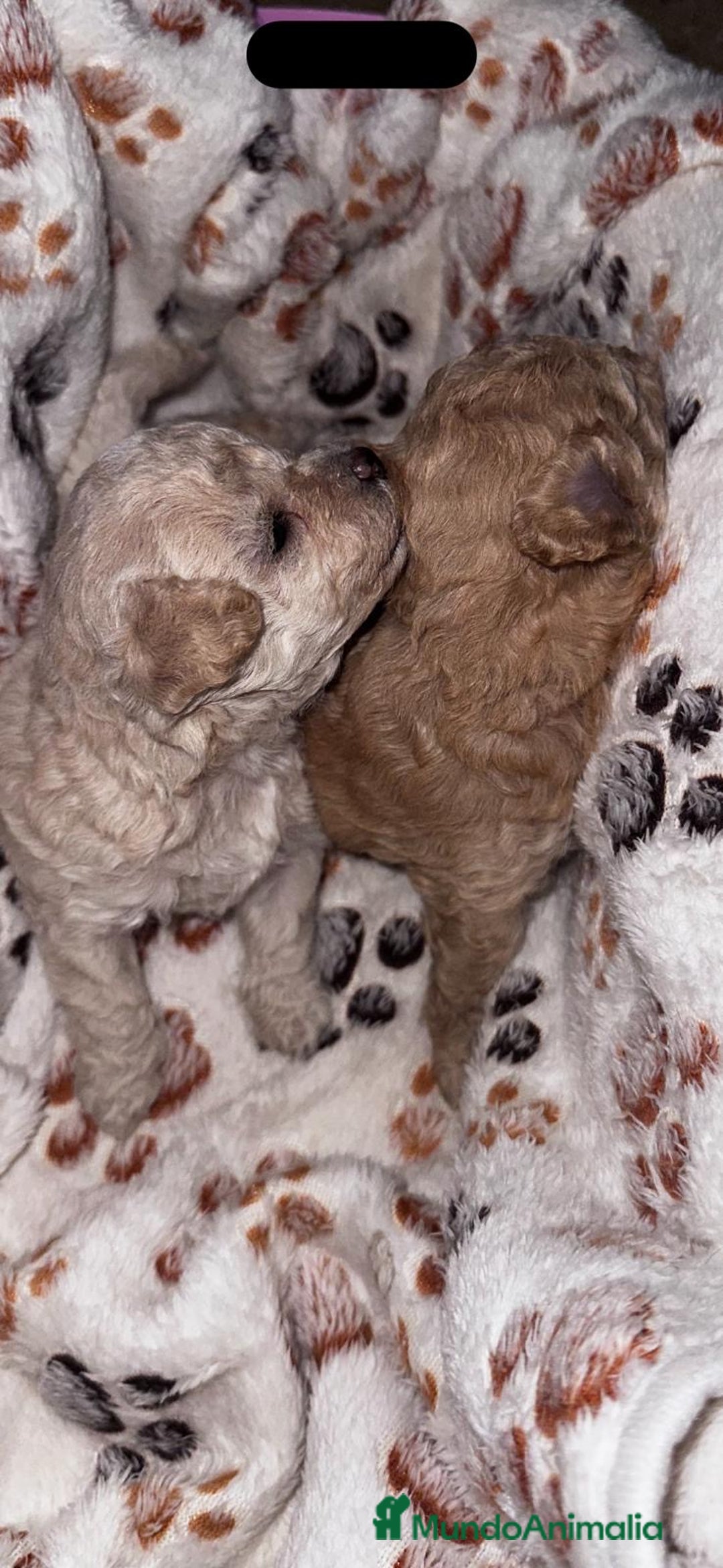 Caniche Toy perros en venta: Caniche toy - Imagen 4