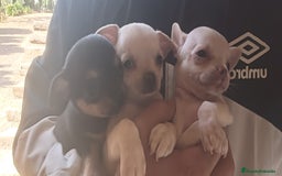 Chihuahua perros en venta: Chihuahua cabeza manzana, precio real! - Imagen 3
