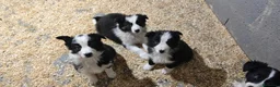 Border Collie perros en venta: Border collie  en La Rioja - Anuncio 8